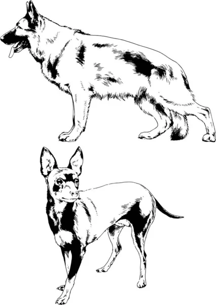 Dibujos Vectoriales Bocetos Pedigrí Perros Gatos Dibujados Tinta Mano Objetos — Vector de stock