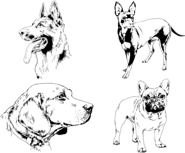 Dessins Vectoriels Croquis Pedigree Chiens Chats Dessinés Encre Main Objets — Image vectorielle