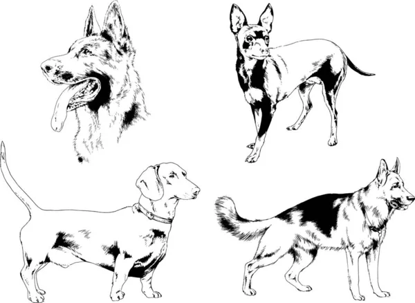 Desenhos Vetoriais Esboços Pedigree Cães Gatos Desenhados Tinta Mão Objetos —  Vetores de Stock