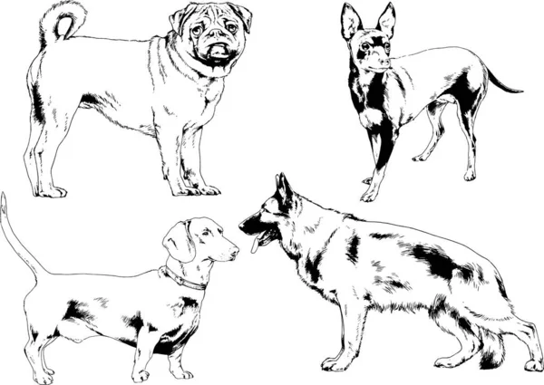 Dibujos Vectoriales Bocetos Pedigrí Perros Gatos Dibujados Tinta Mano Objetos — Vector de stock