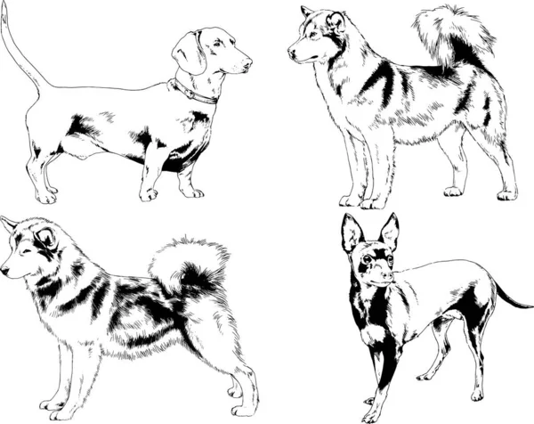 Desenhos Vetoriais Esboços Pedigree Cães Gatos Desenhados Tinta Mão Objetos —  Vetores de Stock