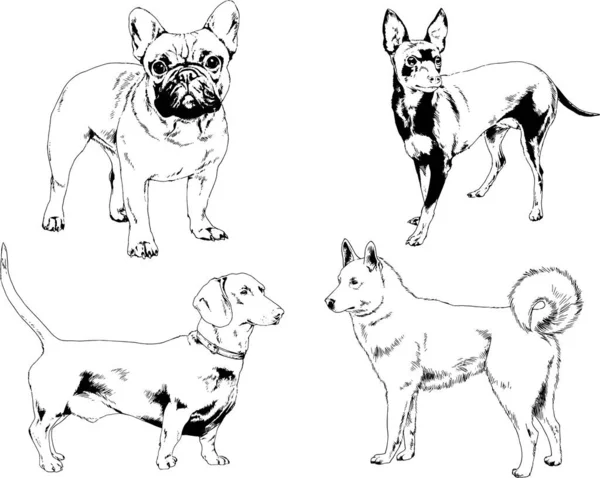 Dessins Vectoriels Croquis Pedigree Chiens Chats Dessinés Encre Main Objets — Image vectorielle