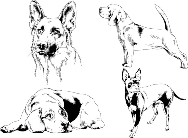 Dibujos Vectoriales Bocetos Pedigrí Perros Gatos Dibujados Tinta Mano Objetos — Archivo Imágenes Vectoriales