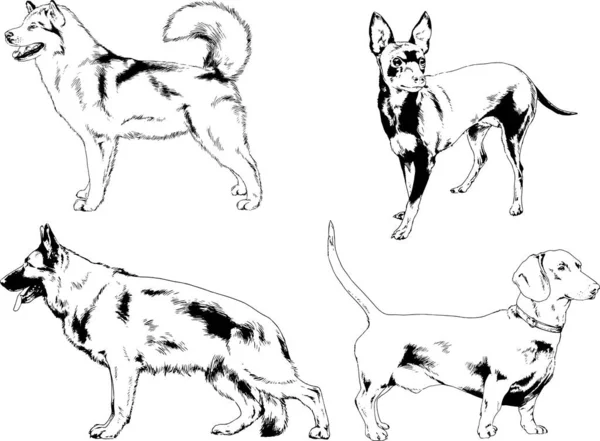 Vektorové Kresby Kreslí Ručně Psí Rodokmeny Kočky Kreslené Inkoustem Objekty — Stockový vektor