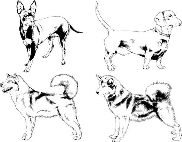 Dessins Vectoriels Croquis Pedigree Chiens Chats Dessinés Encre Main Objets — Image vectorielle