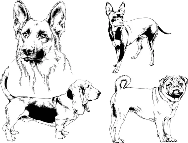 Disegni Vettoriali Schizzi Pedigree Cani Gatti Disegnati Mano Con Inchiostro — Vettoriale Stock