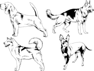 Vektör çizimleri, arka planı olmayan nesneler, mürekkeple çizilmiş soylu köpek ve kedileri çizer.