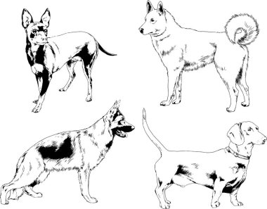 Vektör çizimleri, arka planı olmayan nesneler, mürekkeple çizilmiş soylu köpek ve kedileri çizer.
