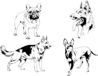 Vektör çizimleri, arka planı olmayan nesneler, mürekkeple çizilmiş soylu köpek ve kedileri çizer.