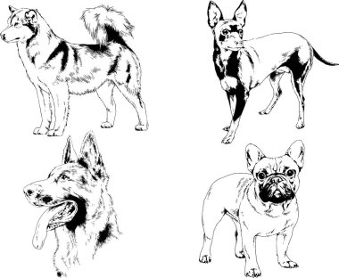 Vektör çizimleri, arka planı olmayan nesneler, mürekkeple çizilmiş soylu köpek ve kedileri çizer.