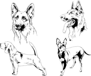 Vektör çizimleri, arka planı olmayan nesneler, mürekkeple çizilmiş soylu köpek ve kedileri çizer.