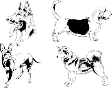 Vektör çizimleri, arka planı olmayan nesneler, mürekkeple çizilmiş soylu köpek ve kedileri çizer.