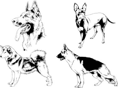 Vektör çizimleri, arka planı olmayan nesneler, mürekkeple çizilmiş soylu köpek ve kedileri çizer.