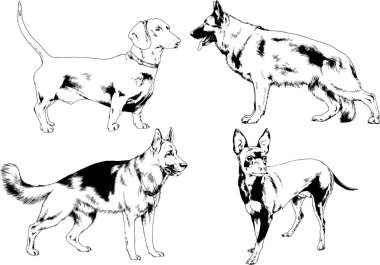 Vektör çizimleri, arka planı olmayan nesneler, mürekkeple çizilmiş soylu köpek ve kedileri çizer.