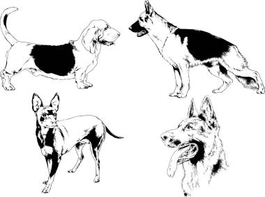 Vektör çizimleri, arka planı olmayan nesneler, mürekkeple çizilmiş soylu köpek ve kedileri çizer.