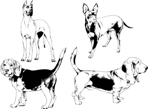 Disegni Vettoriali Schizzi Pedigree Cani Gatti Disegnati Mano Con Inchiostro — Vettoriale Stock