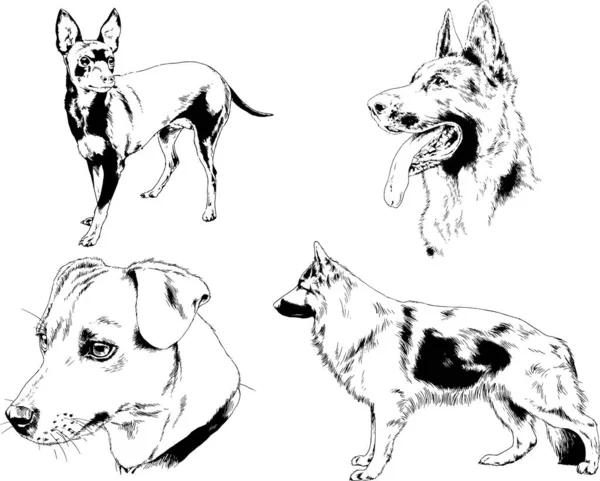 ベクターの絵は手描きでインクで描いた血統の犬や猫 背景のないもの — ストックベクタ