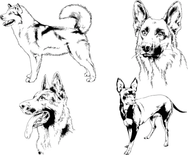 ベクターの絵は手描きでインクで描いた血統の犬や猫 背景のないもの — ストックベクタ