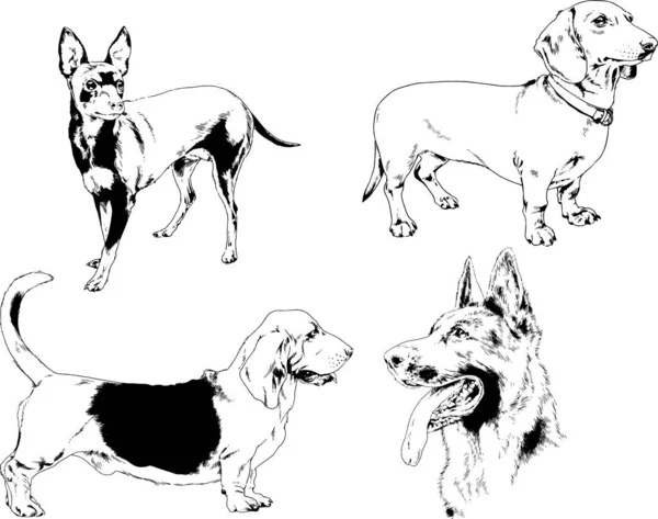 Desenhos Vetoriais Esboços Pedigree Cães Gatos Desenhados Tinta Mão Objetos —  Vetores de Stock