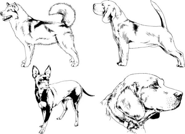 Dessins Vectoriels Croquis Pedigree Chiens Chats Dessinés Encre Main Objets — Image vectorielle