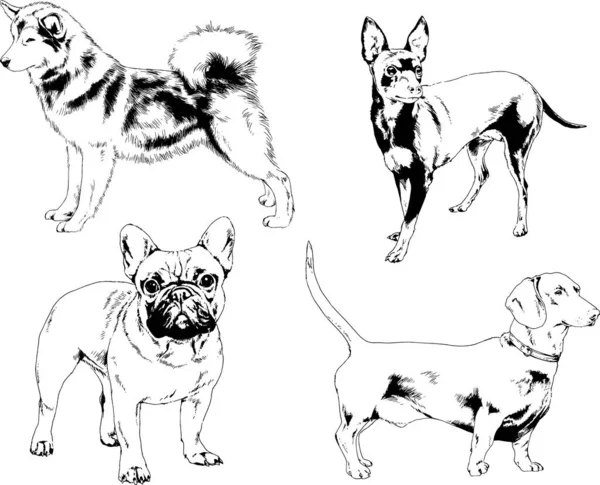 矢量绘图素描用笔画的家犬和猫 没有背景的物体 — 图库矢量图片