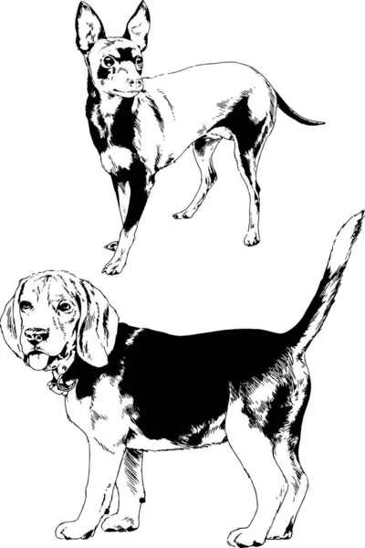 Dibujos Vectoriales Bocetos Pedigrí Perros Gatos Dibujados Tinta Mano Objetos — Vector de stock