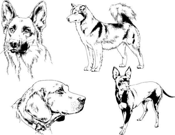 Vektör Çizimleri Arka Planı Olmayan Nesneler Mürekkeple Çizilmiş Soylu Köpek — Stok Vektör