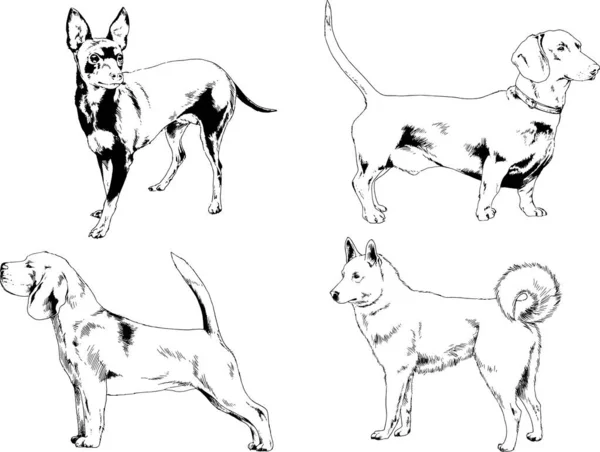 Desenhos Vetoriais Esboços Pedigree Cães Gatos Desenhados Tinta Mão Objetos —  Vetores de Stock