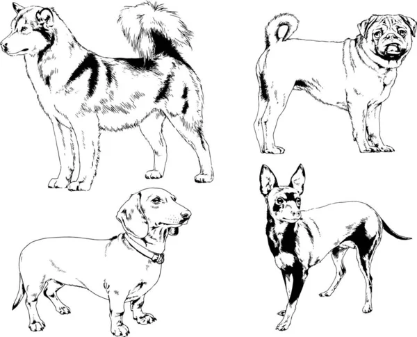 Dibujos Vectoriales Bocetos Pedigrí Perros Gatos Dibujados Tinta Mano Objetos — Archivo Imágenes Vectoriales