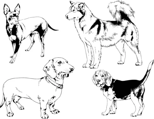 Desenhos Vetoriais Esboços Pedigree Cães Gatos Desenhados Tinta Mão Objetos —  Vetores de Stock