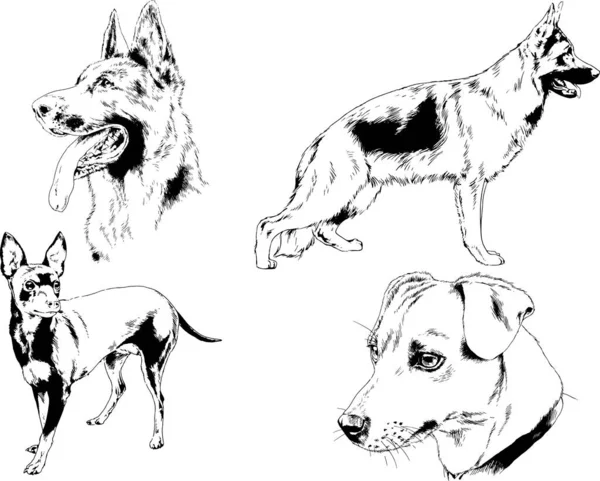 Gambar Vektor Sketsa Silsilah Anjing Dan Kucing Digambar Dengan Tinta - Stok Vektor