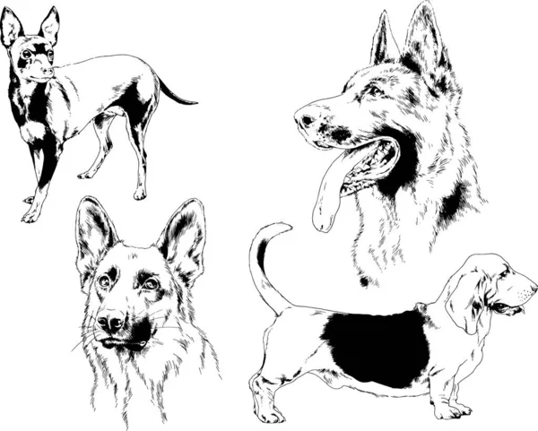 Desenhos Vetoriais Esboços Pedigree Cães Gatos Desenhados Tinta Mão Objetos —  Vetores de Stock