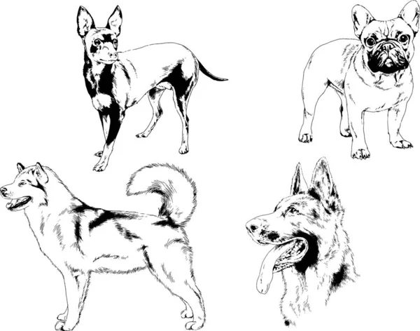 Dibujos Vectoriales Bocetos Pedigrí Perros Gatos Dibujados Tinta Mano Objetos — Archivo Imágenes Vectoriales