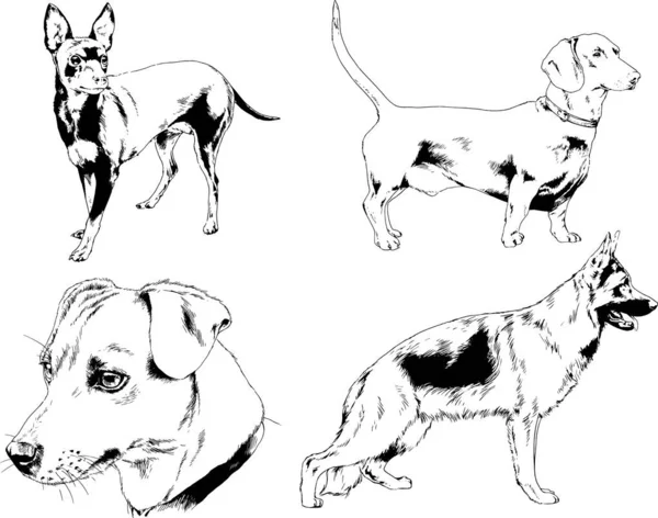 Vector Drawings Sketches Pedigree Dogs Cats Drawn Ink Hand Objects — Stock Vector