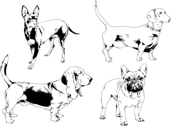 Dibujos Vectoriales Bocetos Pedigrí Perros Gatos Dibujados Tinta Mano Objetos — Vector de stock