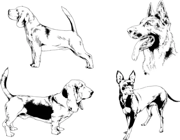 Desenhos Vetoriais Esboços Pedigree Cães Gatos Desenhados Tinta Mão Objetos — Vetor de Stock