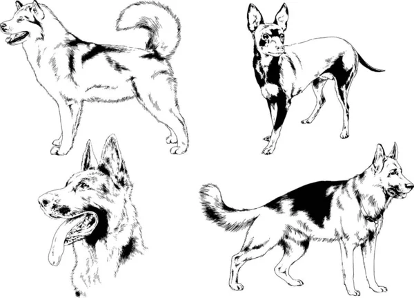 Desenhos Vetoriais Esboços Pedigree Cães Gatos Desenhados Tinta Mão Objetos —  Vetores de Stock