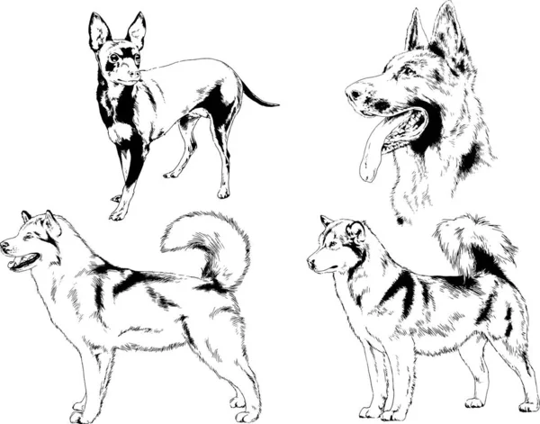 Dibujos Vectoriales Bocetos Pedigrí Perros Gatos Dibujados Tinta Mano Objetos — Archivo Imágenes Vectoriales