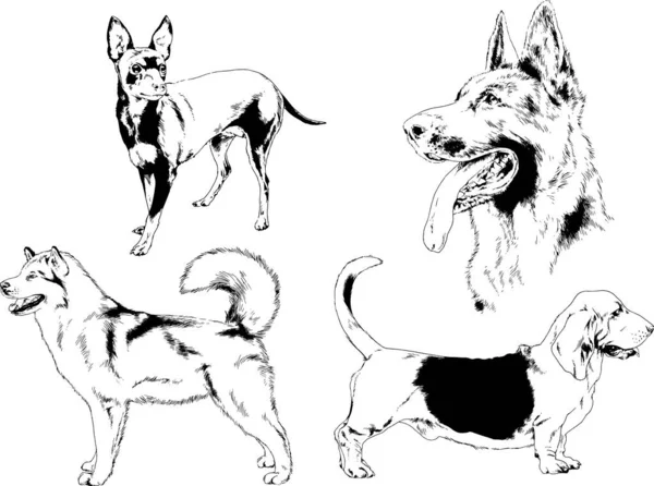 Dibujos Vectoriales Bocetos Pedigrí Perros Gatos Dibujados Tinta Mano Objetos — Archivo Imágenes Vectoriales