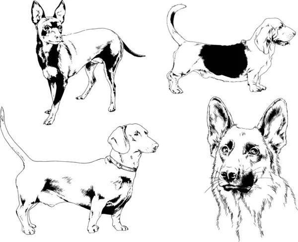 Disegni Vettoriali Schizzi Pedigree Cani Gatti Disegnati Mano Con Inchiostro — Vettoriale Stock