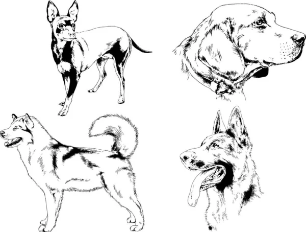 Dessins Vectoriels Croquis Pedigree Chiens Chats Dessinés Encre Main Objets — Image vectorielle