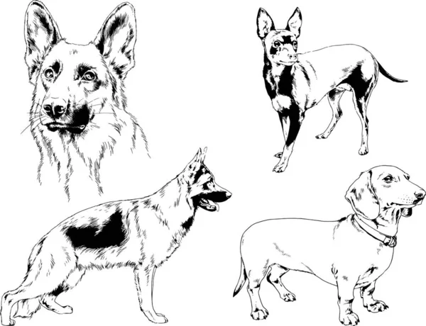 Desenhos Vetoriais Esboços Pedigree Cães Gatos Desenhados Tinta Mão Objetos —  Vetores de Stock