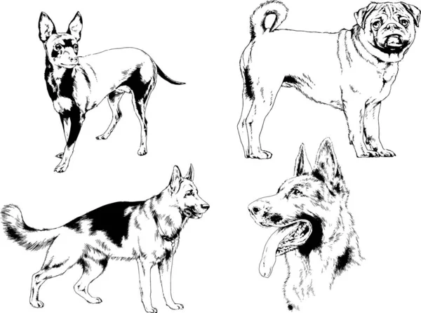 Dessins Vectoriels Croquis Pedigree Chiens Chats Dessinés Encre Main Objets — Image vectorielle