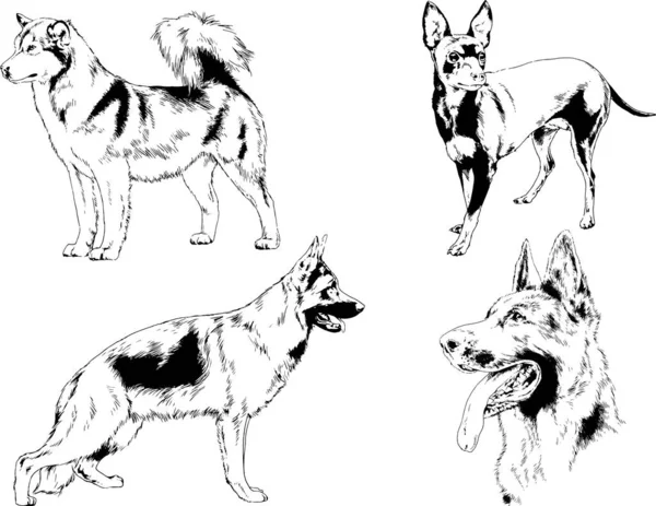 Dibujos Vectoriales Bocetos Pedigrí Perros Gatos Dibujados Tinta Mano Objetos — Archivo Imágenes Vectoriales