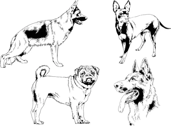 Dessins Vectoriels Croquis Pedigree Chiens Chats Dessinés Encre Main Objets — Image vectorielle