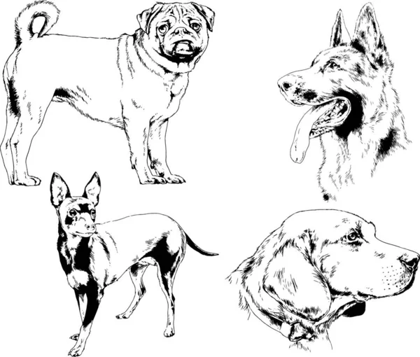 Desenhos Vetoriais Esboços Pedigree Cães Gatos Desenhados Tinta Mão Objetos — Vetor de Stock