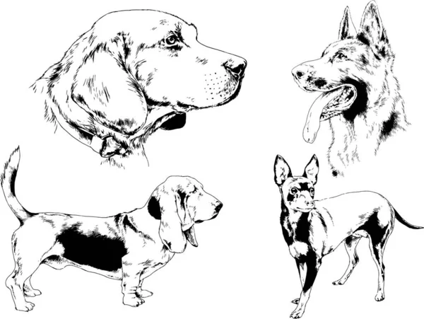 Dibujos Vectoriales Bocetos Pedigrí Perros Gatos Dibujados Tinta Mano Objetos — Vector de stock