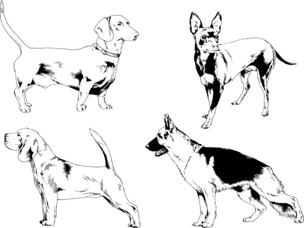 Desenhos Vetoriais Esboços Pedigree Cães Gatos Desenhados Tinta Mão Objetos —  Vetores de Stock