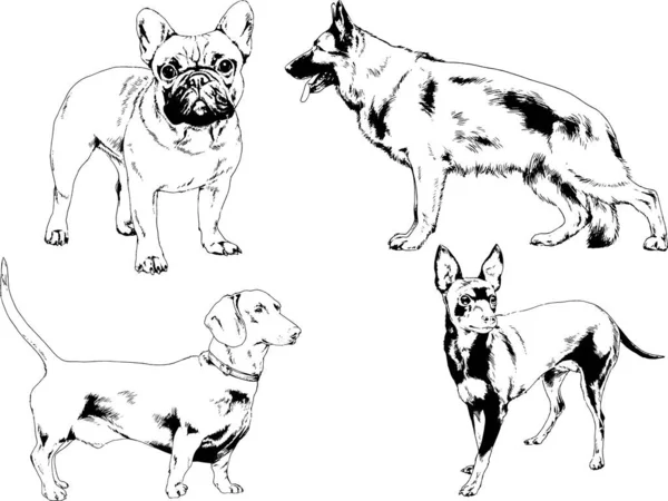 Desenhos Vetoriais Esboços Pedigree Cães Gatos Desenhados Tinta Mão Objetos — Vetor de Stock