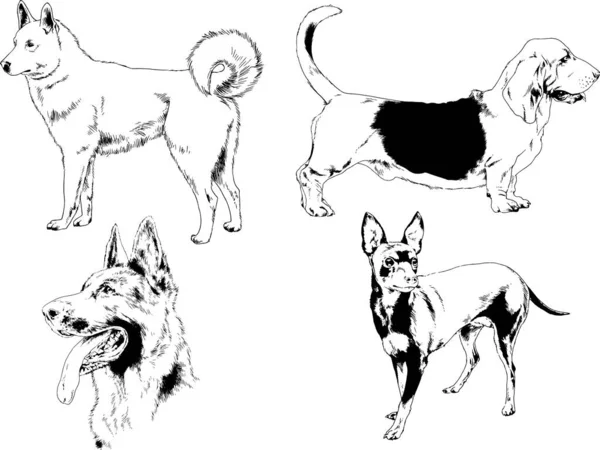 Desenhos Vetoriais Esboços Pedigree Cães Gatos Desenhados Tinta Mão Objetos —  Vetores de Stock